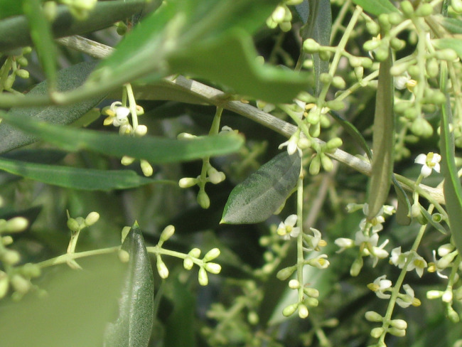 feuilles d’olive